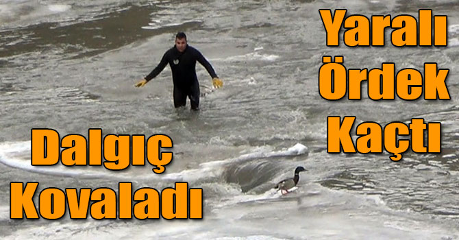 Dalgıç Kovaladı, Yaralı Ördek Kaçtı
