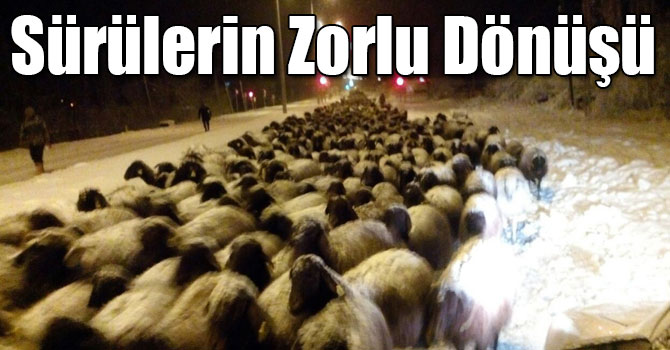 Sürülerin Zorlu Dönüşü