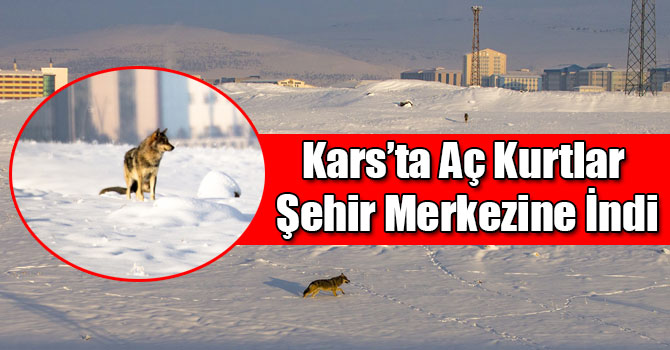 Kars’ta Aç Kurtlar Şehir Merkezine İndi