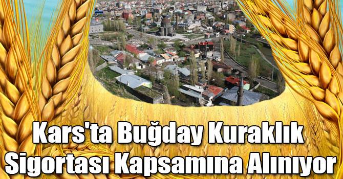 Kars'ta Buğday Kuraklık Sigortası Kapsamına Alınıyor