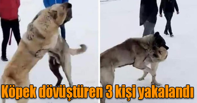 Kars’ta köpek dövüştüren 3 kişi yakalandı