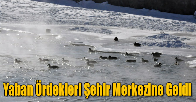 Yaban Ördekleri Şehir Merkezine Geldi