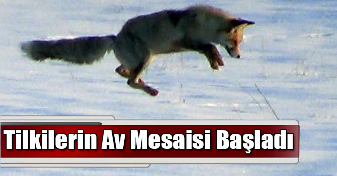 Kars’ta Tilkilerin Av Mesaisi Başladı