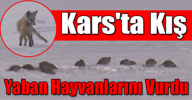 Kars'ta Kış Yaban Hayvanlarını Vurdu