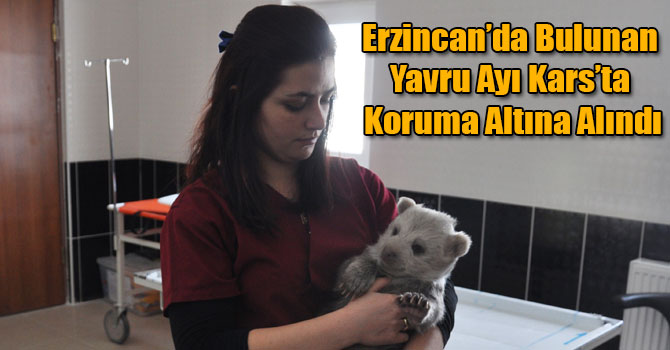 Erzincan’da Bulunan Yavru Ayı Kars’ta Koruma Altına Alındı