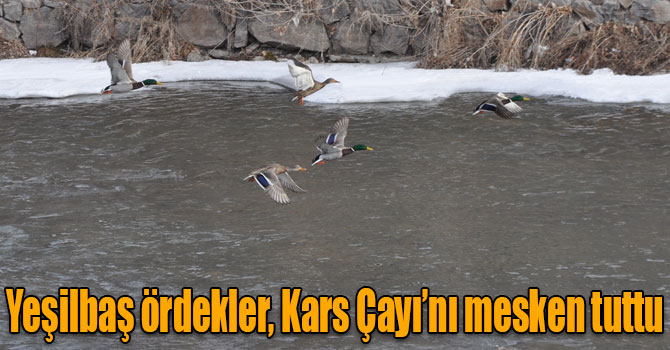 Yeşilbaş ördekler, Kars Çayı’nı mesken tuttu