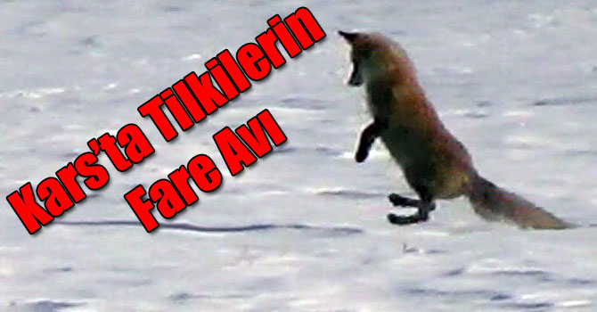 Kars’ta Tilkilerin Fare Avı