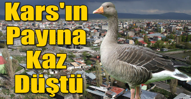 Kars'ın Payına Kaz Düştü