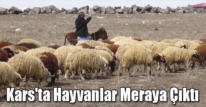 Kars'ta Hayvanlar Meraya Çıktı