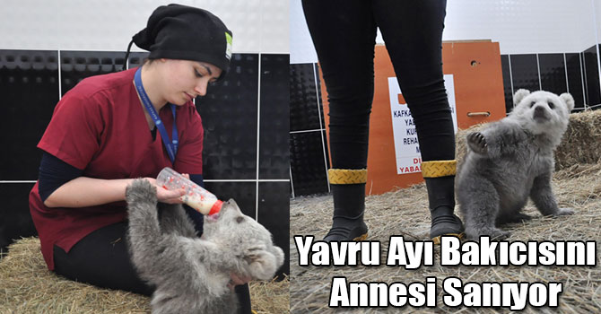 Yavru Ayı Bakıcısını Annesi Sanıyor