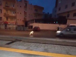 Aracın çarptığı pitbulldan videosunu çeken vatandaşa ‘iyiyim’ pozu