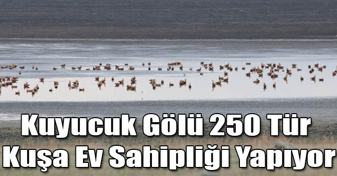 Kuyucuk Gölü 250 Tür Kuşa Ev Sahipliği Yapıyor
