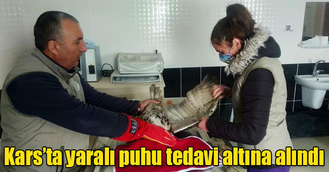 Kars’ta yaralı puhu tedavi altına alındı