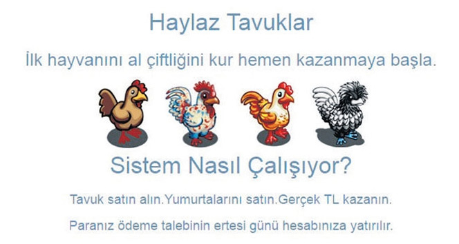 Haylaz Tavuk Vurgunu! Binlerce Kişi Bu Tuzağa Düştü...