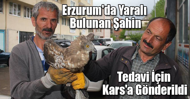 Erzurum'da Yaralı Bulunan Şahin Tedavi İçin Kars'a Gönderildi