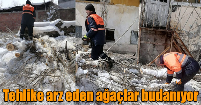 Kars’ta tehlike arz eden ağaçlar budanıyor