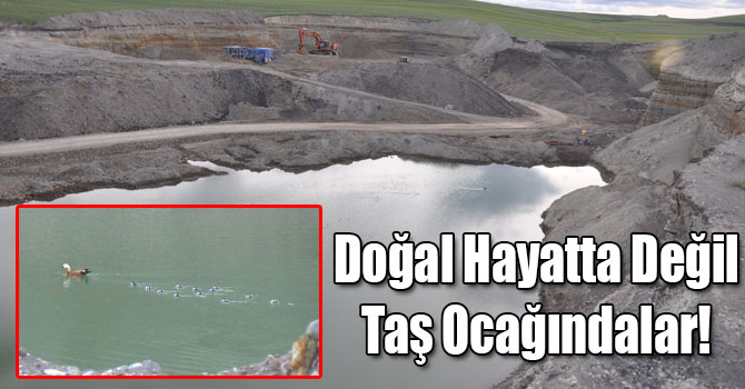 Kars'ta 12 Angut Yavrusu Anneleriyle Kum Ocağına Sığındı