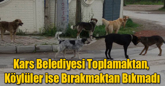 Kars Belediyesi Toplamaktan, Köylüler ise Bırakmaktan Bıkmadı