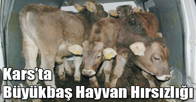 Kars’ta Büyükbaş Hayvan Hırsızlığı