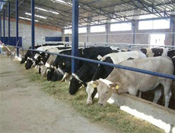 Kars'da Hayvancılık