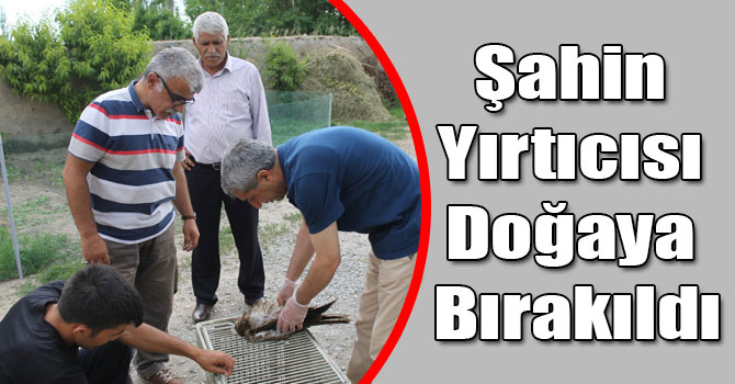 Şahin Yırtıcısı Doğaya Bırakıldı