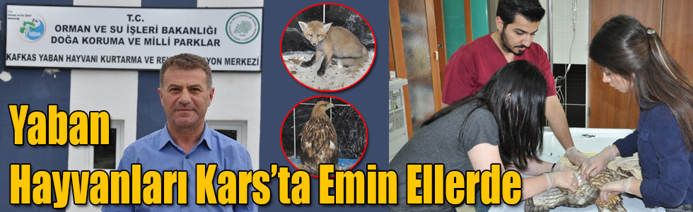 Yaban Hayvanları Kars’ta Emin Ellerde
