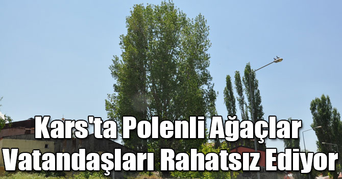 Kars'ta Polenli Ağaçlar Vatandaşları Rahatsız Ediyor