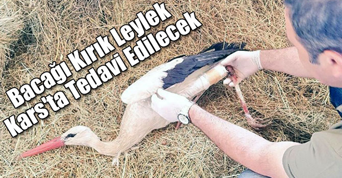 Bacağı Kırık Leylek Kars'ta Tedavi Edilecek