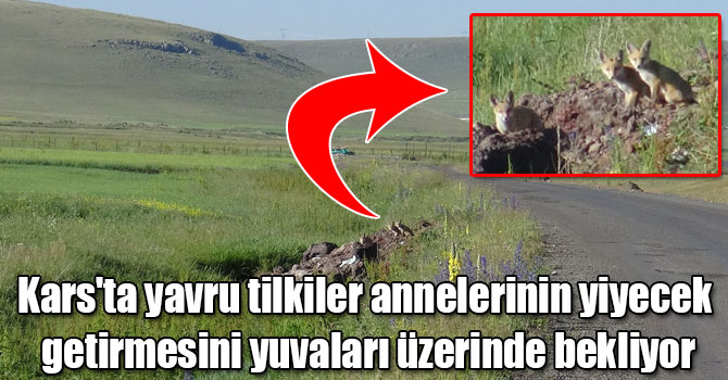 Kars'ta yavru tilkiler annelerinin yiyecek getirmesini yuvaları üzerinde bekliyor
