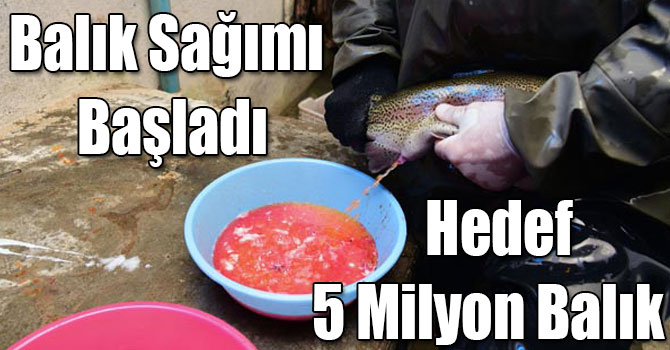 Balık Sağımı Başladı, Hedef 5 Milyon Balık