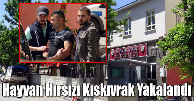 Kars'ta Hayvan Hırsızı Kıskıvrak Yakalandı