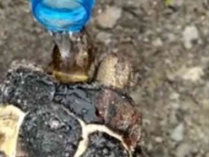 Yangında mahsur kalan kaplumbağa yanmaktan son anda kurtarıldı
