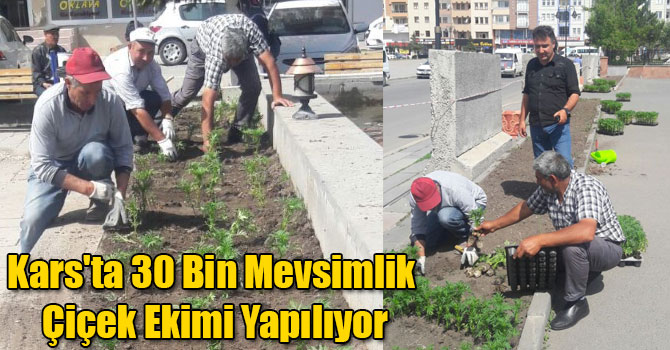 Kars'ta 30 Bin Mevsimlik Çiçek Ekimi Yapılıyor