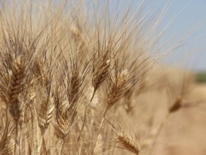 Edirne’de buğday 5 lira 152 kuruştan satıldı