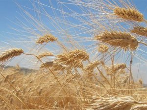 Edirne’de buğdayın kilosu en yüksek 5 lira 483 kuruştan satıldı
