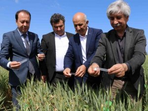 Buğdayın düşmanı süne, avcı böceklerle yok ediliyor