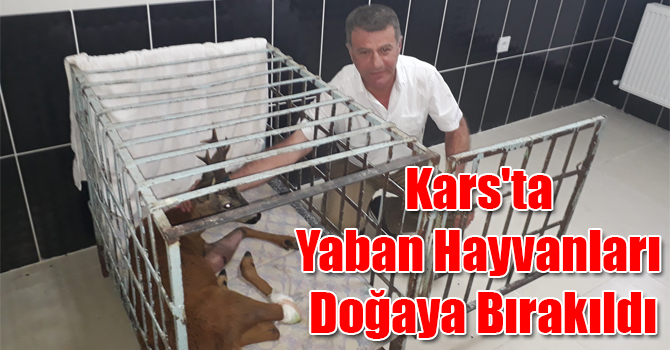 Kars'ta Yaban Hayvanları Doğaya Bırakıldı