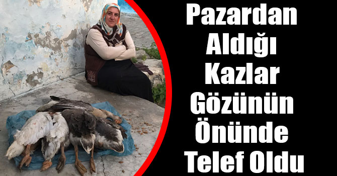 Kars'ta Pazardan Aldığı Kazlar Gözünün Önünde Telef Oldu