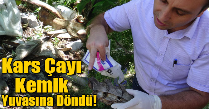 Kars Çayı Kemik Yuvasına Döndü!