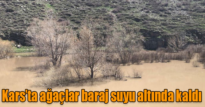 Kars’ta ağaçlar baraj suyu altında kaldı