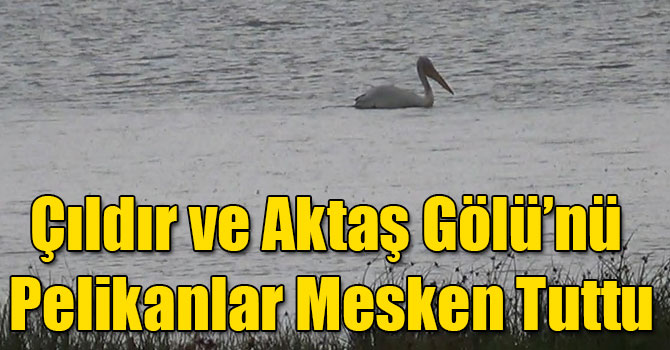 Çıldır ve Aktaş Gölü’nü Pelikanlar Mesken Tuttu