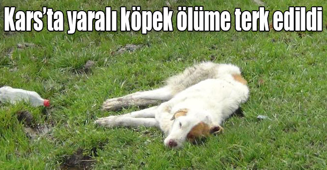 Kars’ta yaralı köpek ölüme terk edildi