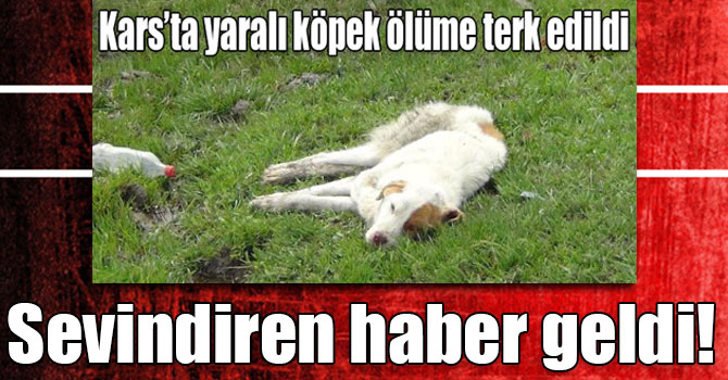 Kars’ta yaralı köpek tedavi altına alındı