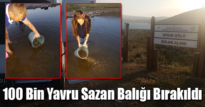 Kars’ta Göllere 100 Bin Yavru Sazan Balığı Bırakıldı