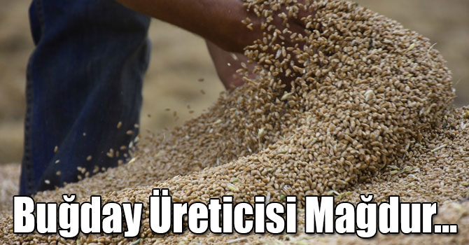 Buğday Üreticisi Mağdur…