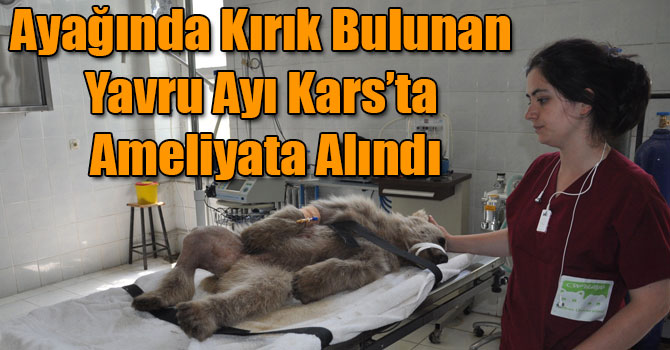 Ayağında Kırık Bulunan Yavru Ayı Kars’ta Ameliyata Alındı