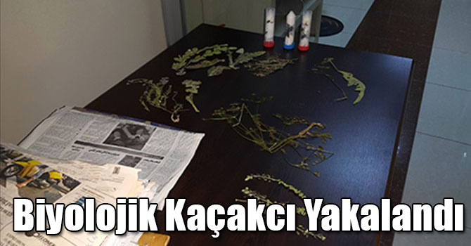 Kars'ta İzinsiz Olarak Bitki ve Böcek Toplayan İsveç Uyruklu Bir Kişi Gümüşhane’de Yakalandı