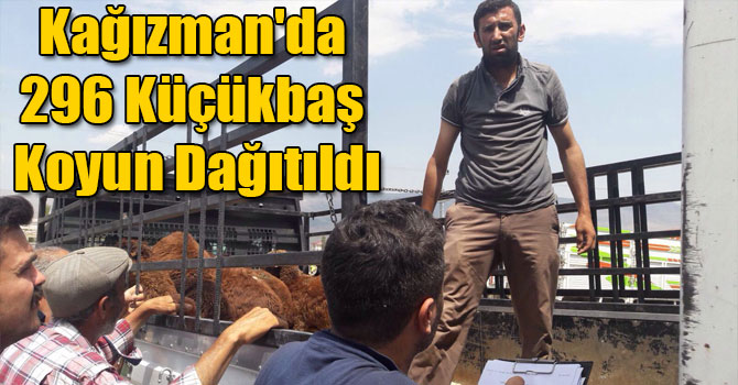 Kağızman'da 296 Küçükbaş Koyun Dağıtıldı