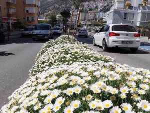 630 bin çiçekle Alanya rengarenk olacak