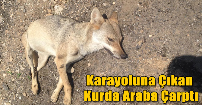Karayoluna Çıkan Kurda Araba Çarptı